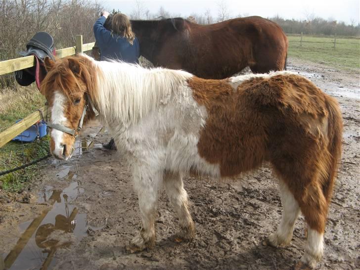 Anden særlig race Laban - han er så grim at han er sød billede 3