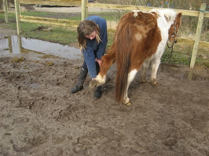 Anden særlig race Laban - vi renser lige hove billede 4
