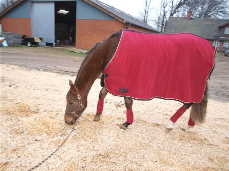 Tysk Oldenburger Awaiting Donna billede 5