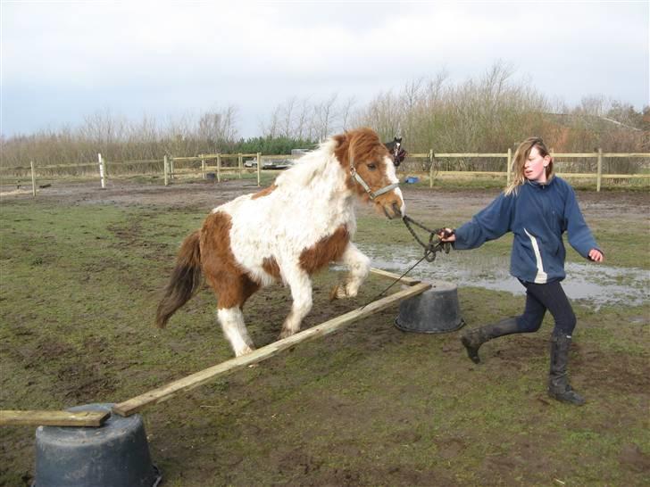 Anden særlig race Laban - mere springning billede 5