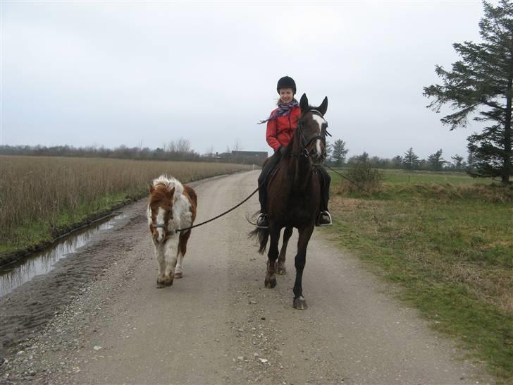 Anden særlig race Laban - her er han håndhest billede 6