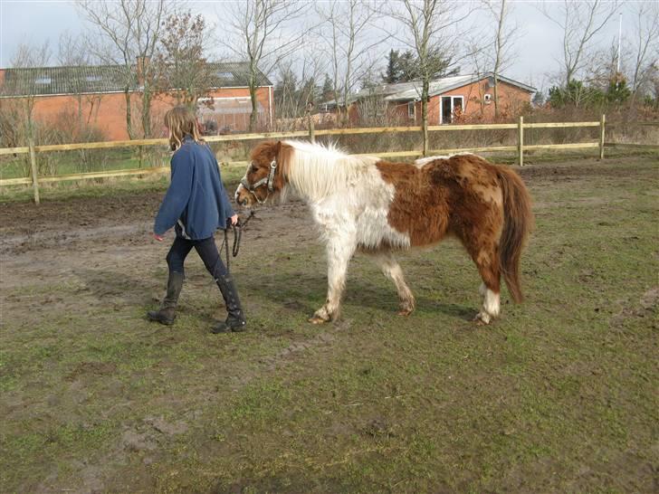 Anden særlig race Laban - skridt billede 7