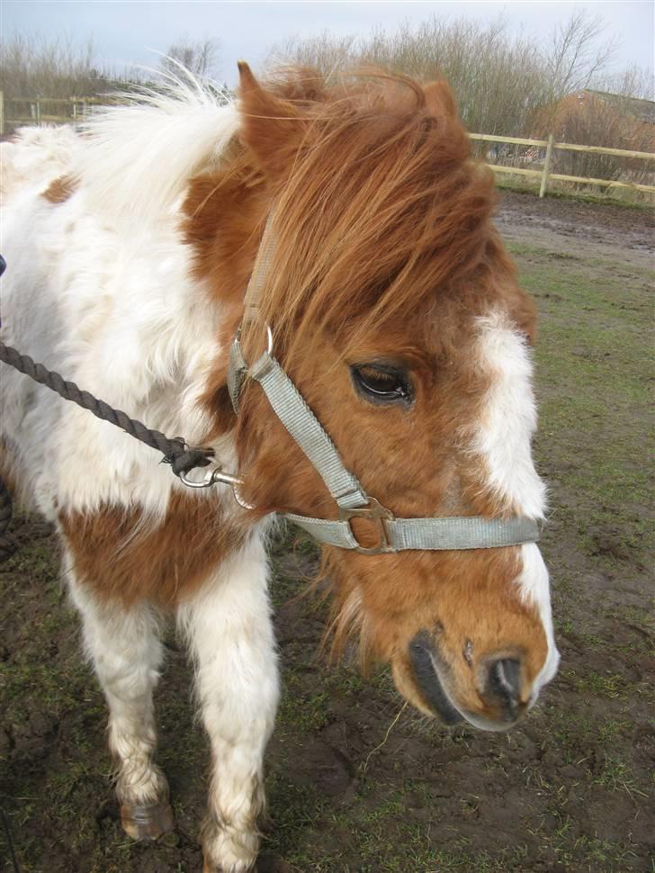 Anden særlig race Laban - så sød billede 8