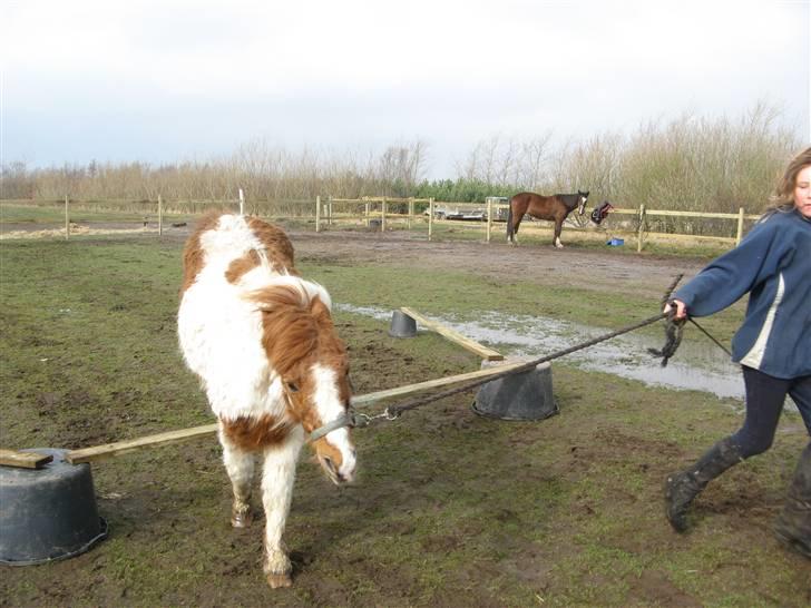Anden særlig race Laban - spring billede 9