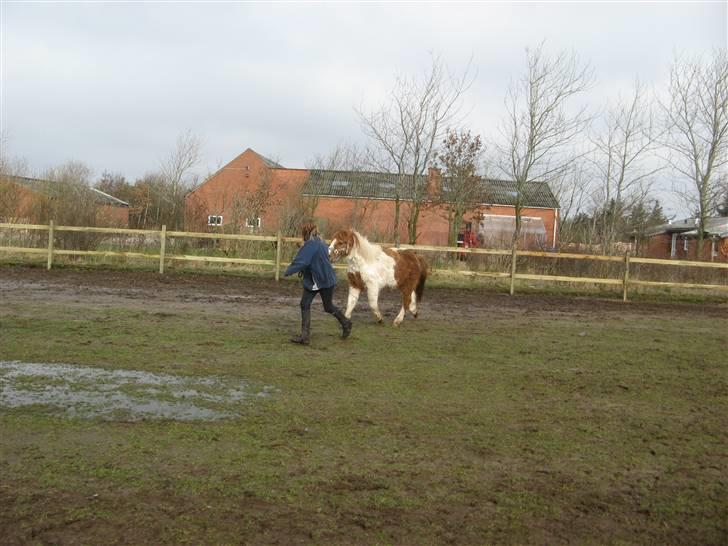 Anden særlig race Laban - trav billede 10