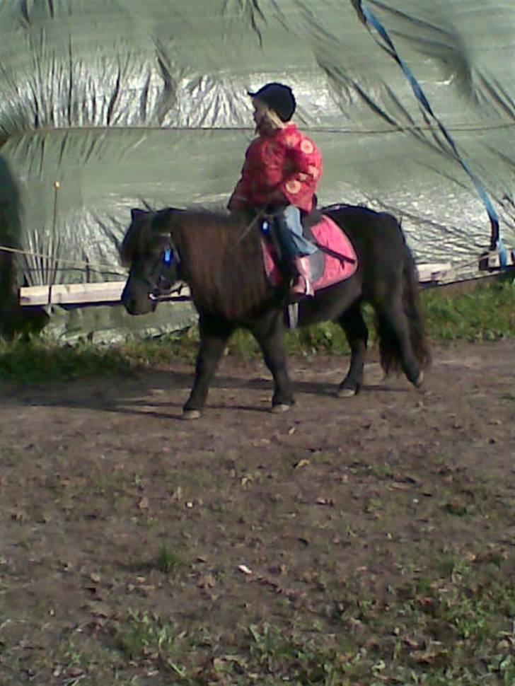 Shetlænder *mini* Mie *RIP* 13/4-11  billede 11