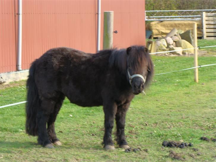 Shetlænder *mini* Mie *RIP* 13/4-11  billede 12