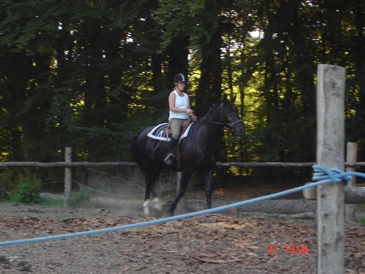 Oldenborg MAX  SOLGT - Westernstil og bidløs billede 8