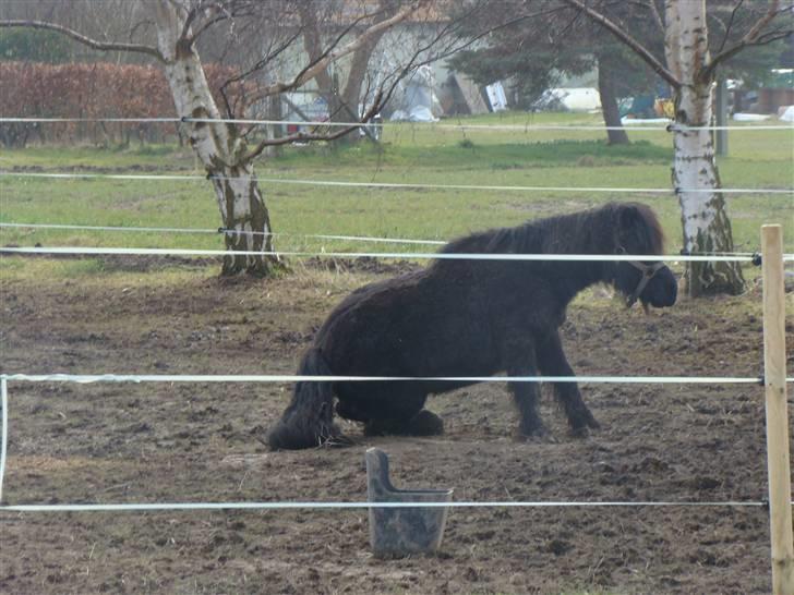 Shetlænder *mini* Mie *RIP* 13/4-11  billede 13