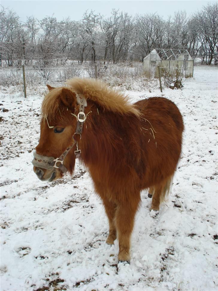 Anden særlig race Hubert *RIP* - Hubert i sneen :) billede 13