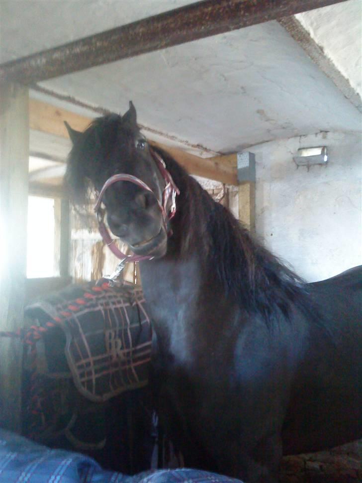 Frieser Quiny *Min baby kommer hjem igen <3 * - Quiny smiler lige til fotografen Line ;o) billede 12