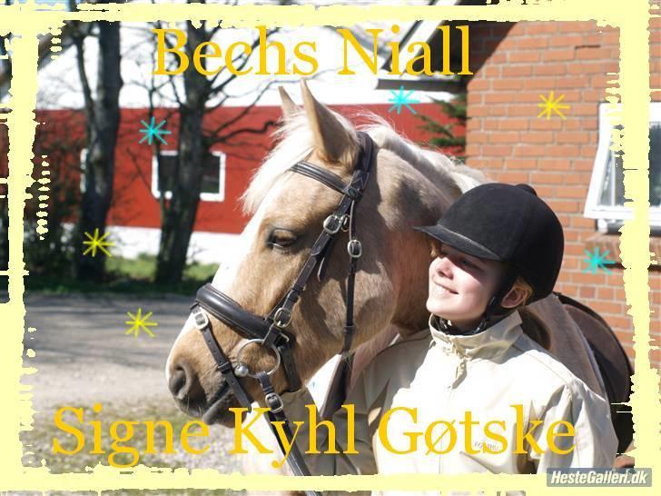 Connemara Bechs Niall SOLGT - Elsker bare den pony:) <3 Foto:  Mor 2009 Billederamme + tekst: Simone:-) TAk!<3 billede 7