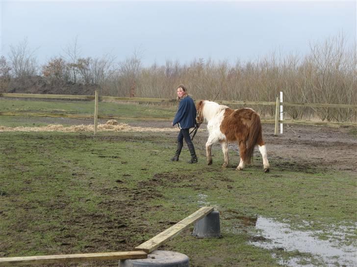 Anden særlig race Laban - i skridt billede 12