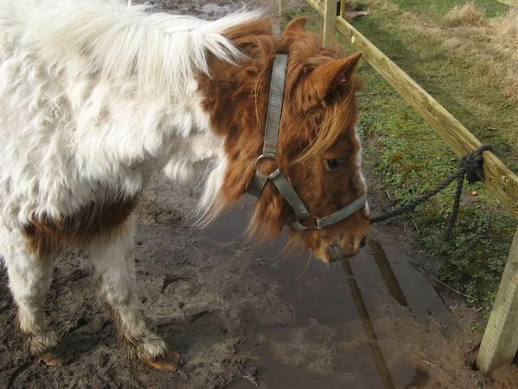Anden særlig race Laban - hans smukke hoved billede 13