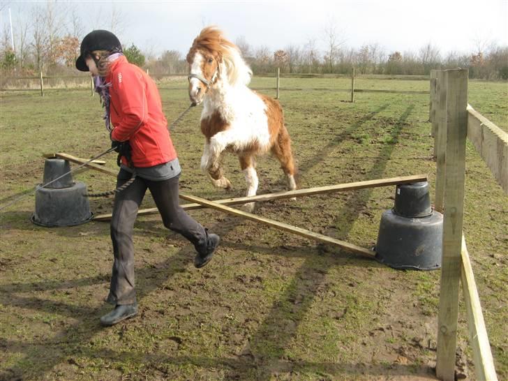 Anden særlig race Laban - endnu mere spring han elsker det billede 14