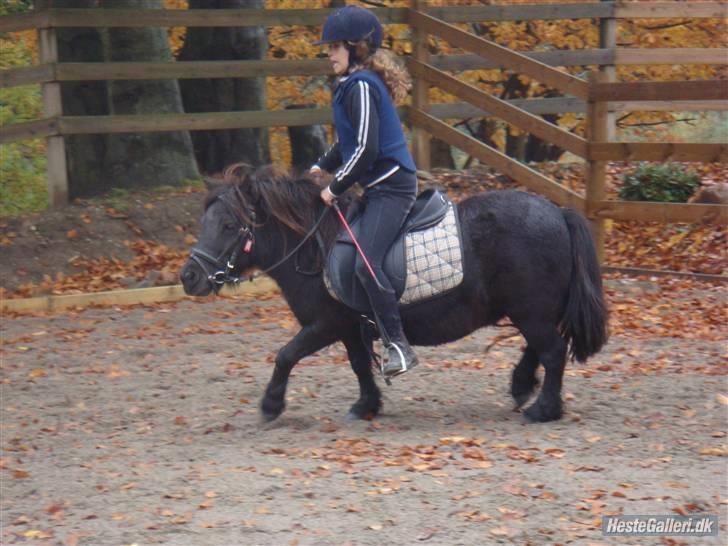 Shetlænder Peanut  - os i fuld trav. billede 11
