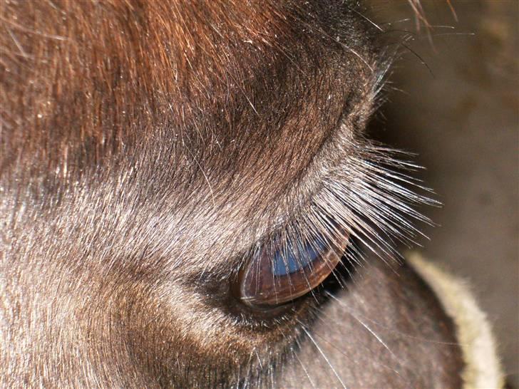 Shetlænder Peanut  - peanuts øje? billede 12