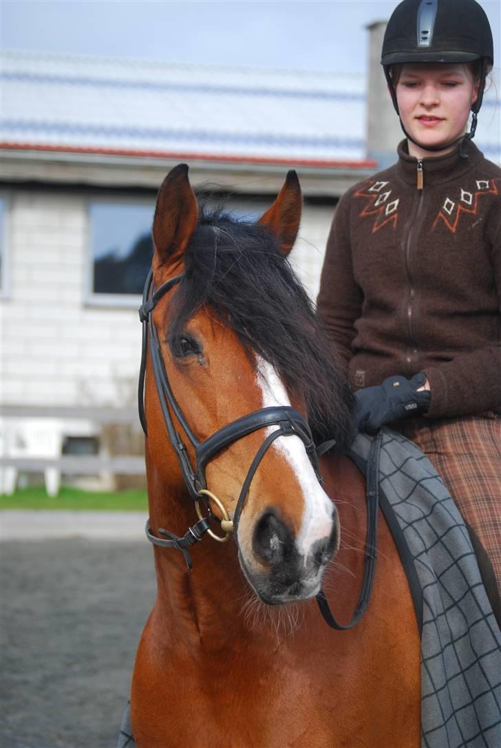 Anden særlig race Lise - Velkommen til Shaggys profil. Hendes smukke hoved! billede 1