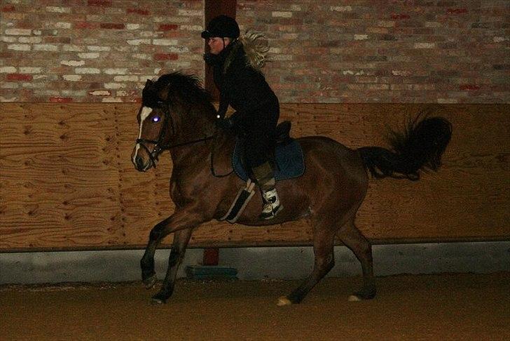 New Forest Miss Melbourne *Solgt* - Fuld galop 17-01-2011 billede 12