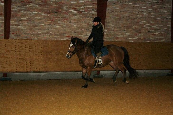 New Forest Miss Melbourne *Solgt* - 17-01-2011 billede 13