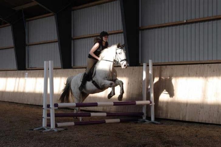 Knabstrupper Diogenes R.I.P :'( - spingning <3 billede 12