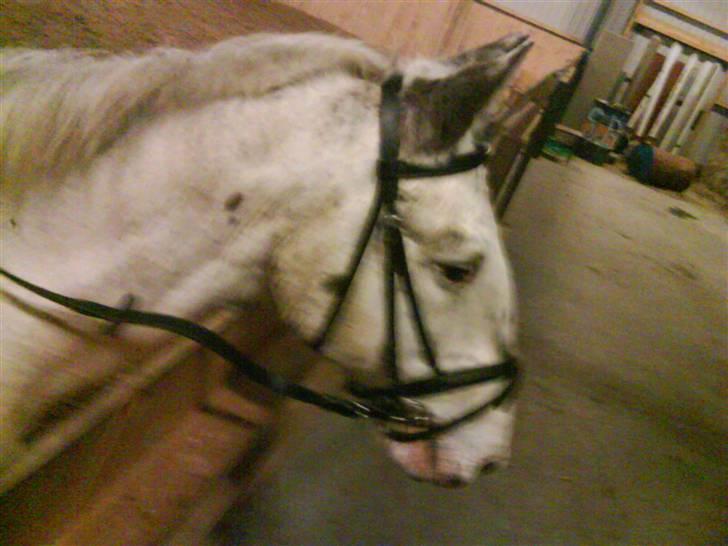 Knabstrupper Diogenes R.I.P :'( - love you<3 billede 13