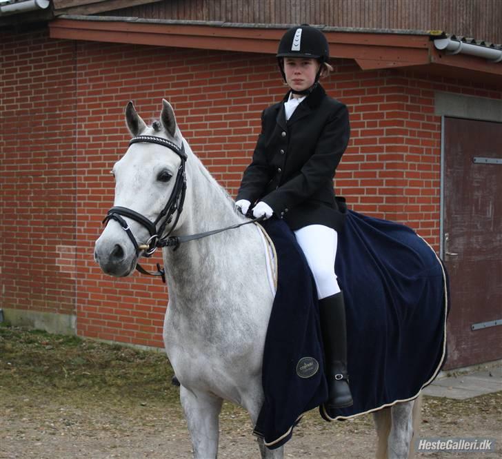 DSP Holmgaards Galant Solgt - vores anden stævne på tjæreborg den 14marts 09 billede 12