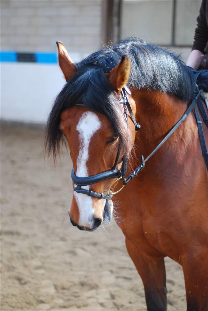 Anden særlig race Lise - Så fin i en lille parade billede 15