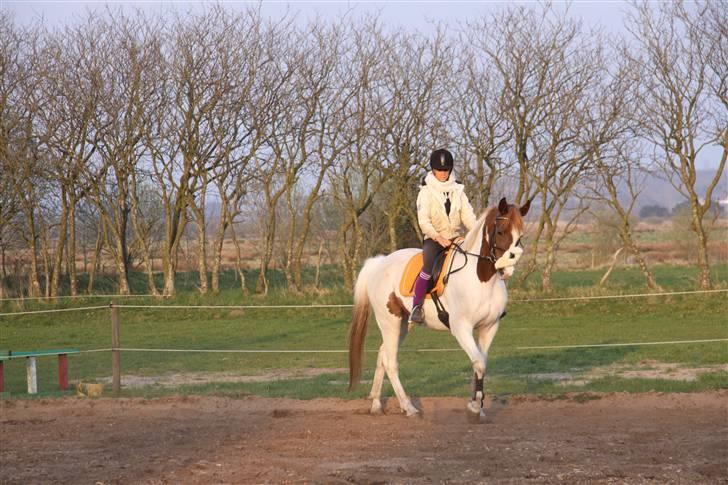 Pinto Gantrup Tinka.  - Skønne hest!  billede 20