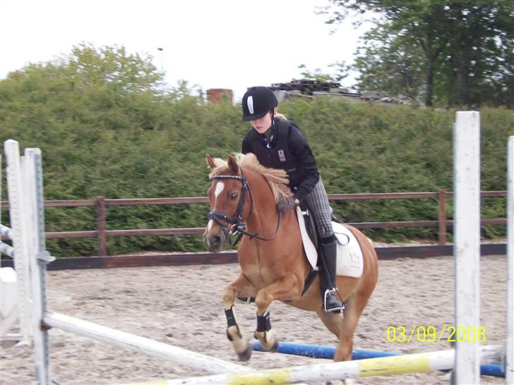 Anden særlig race "Boss" billede 4