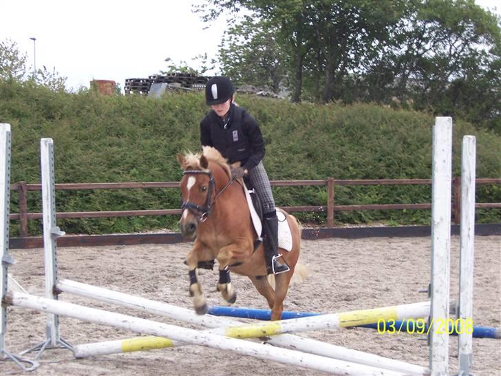 Anden særlig race "Boss" billede 5