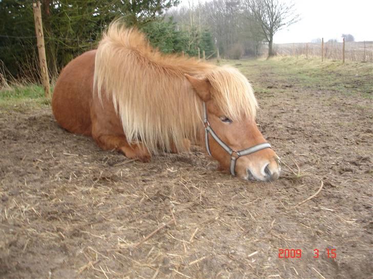 Islænder Chasi the horse of heaven - rest in peace my love billede 18