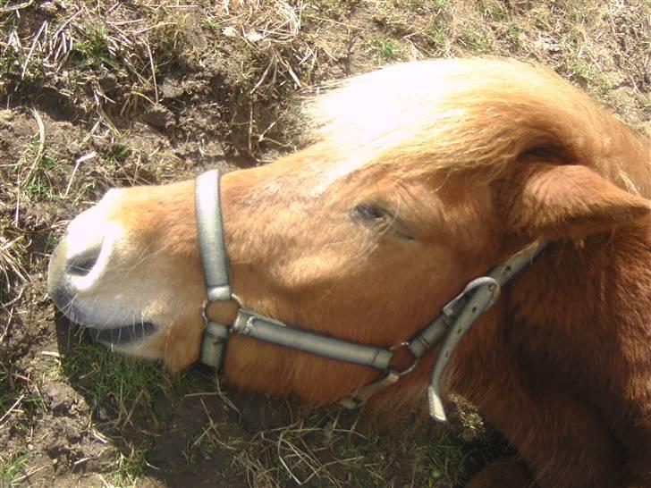 Islænder Chasi the horse of heaven - rest in peace my love - sov sødt lille chasi og visse lul<3 billede 19