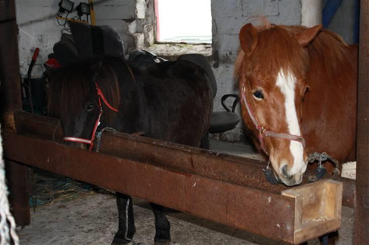 Islænder Raudblesi fra Læsø billede 15