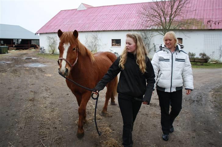 Islænder Raudblesi fra Læsø billede 16