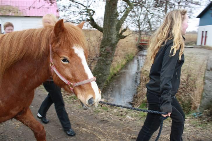 Islænder Raudblesi fra Læsø billede 17