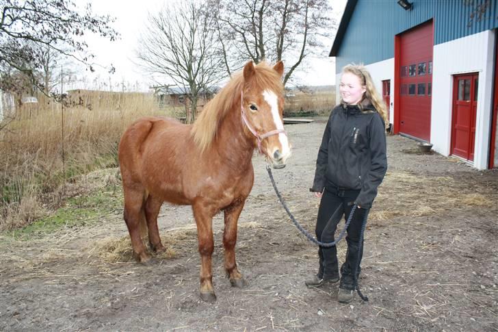 Islænder Raudblesi fra Læsø billede 18