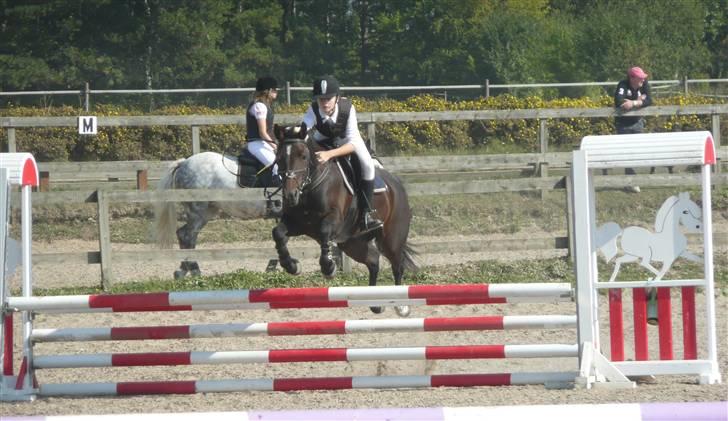 Anden særlig race Matilde *SOLGT* - Billed: 1 billede 1