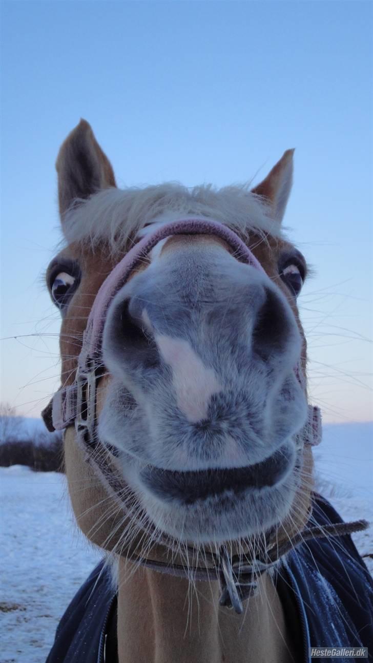 Haflinger Adima - Prinsessen - (1) Velkommen til min dejlige pony Adima! Foto: Ditte billede 1