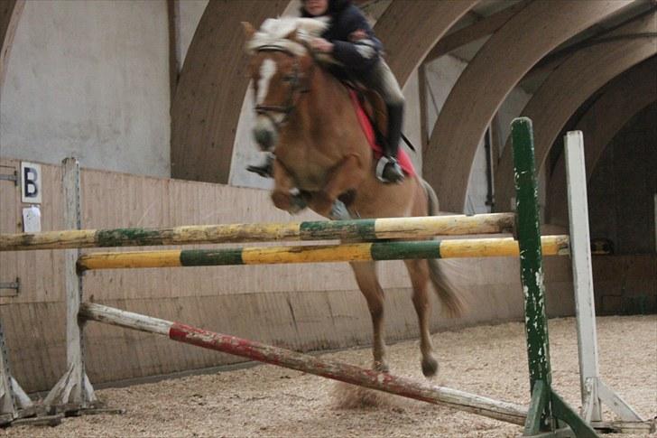 Haflinger Adima - Prinsessen - (4) Du får mig til at svæve skat! 120 ;D Foto: Sarah billede 4