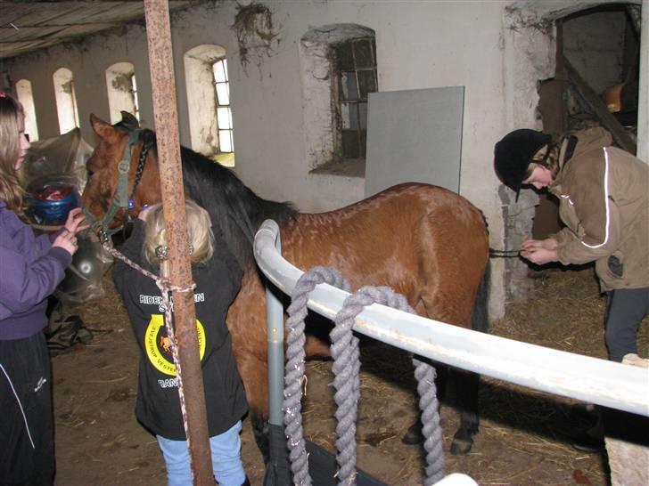 Kaspisk hest Semi    - Thea, Sarah og Janni i fuld gang med at strigle og flette Semi. billede 12