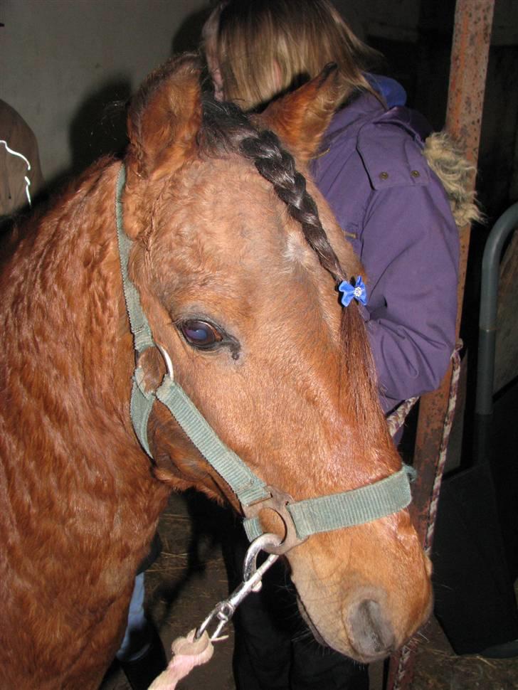 Kaspisk hest Semi    - Er han ikke fin - han nyder at bliver nysset om. billede 16