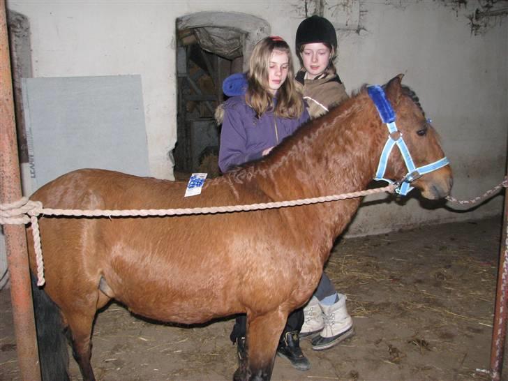 Kaspisk hest Semi    - Semi har fået en rigtig fin og lækker nye grime af Sarah. Tusind tak billede 18