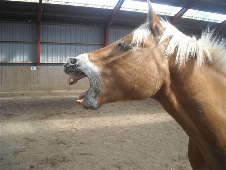 Haflinger Adima - Prinsessen - (7) Jeg er godt nok træt efter ridningen Foto: Steph billede 7