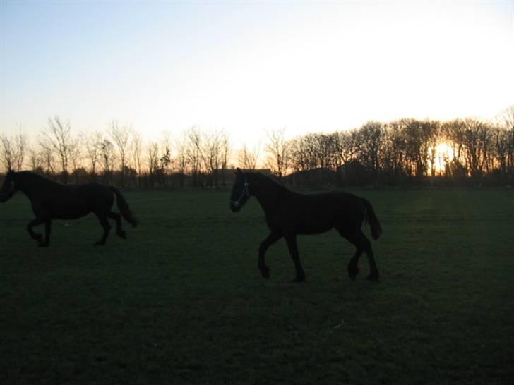 Frieser Afke :) billede 11