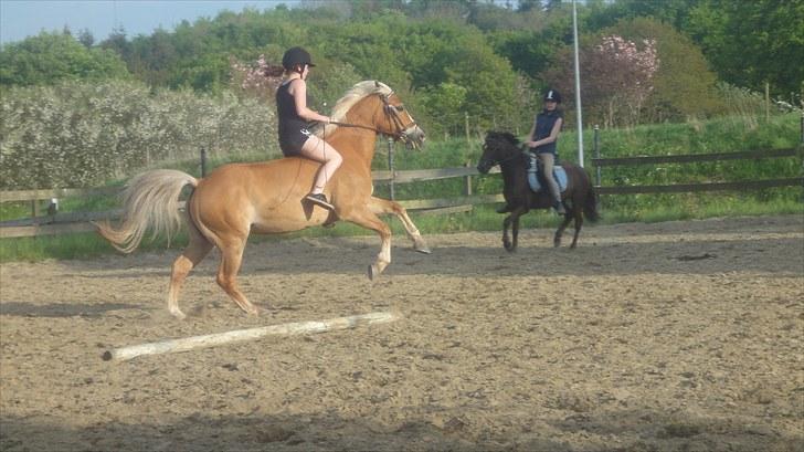 Haflinger Adima - Prinsessen - (9) Prinsessen er vild xD  Foto: Ditte billede 9