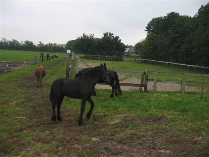 Frieser Afke :) billede 13