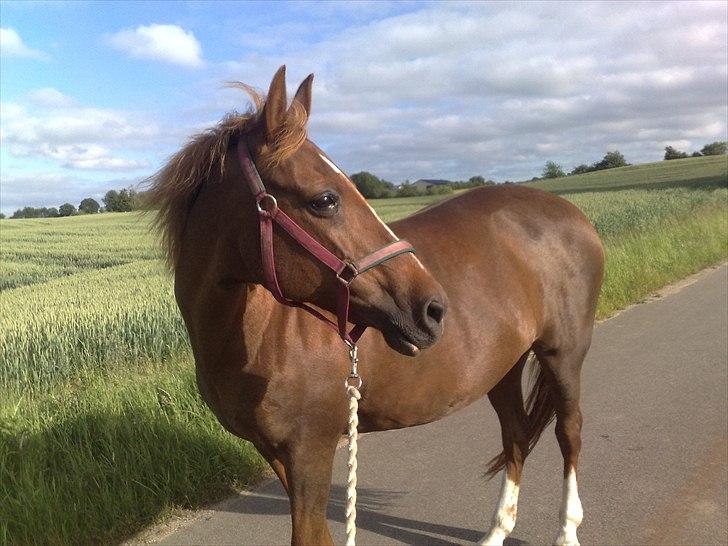 Anden særlig race Little Girl      R.I.P - Smukke pige! ;´-) billede 4