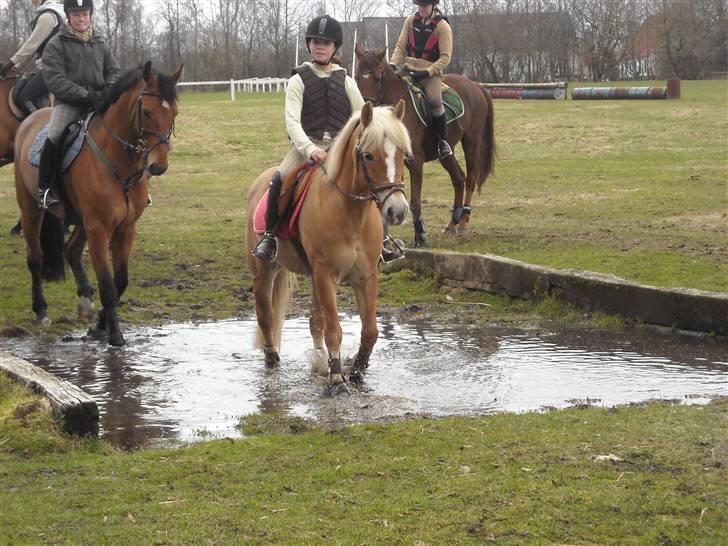 Haflinger Adima - Prinsessen - (11) Første gang vi var på military banen (: Her igennem vandet i skridt for at få de andre med ;D Foto: Louise billede 11