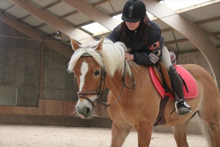 Haflinger Adima - Prinsessen - (13) Fordi jeg elsker dig skat (; <33333 Foto: Sarah billede 13